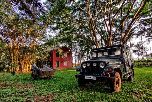 Jungle Inn
