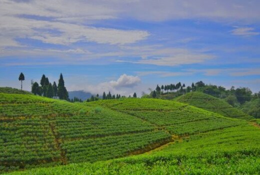 Pemagyalpo Homestay