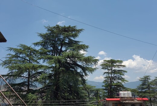 Shimla Pine View