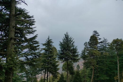 The Alpine Vista