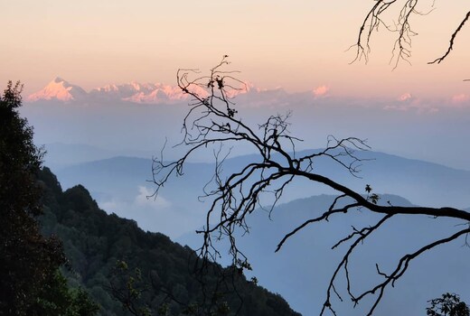 Mountain Golden Ray, Mukteshwar