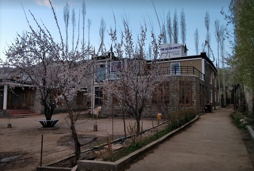 The Golden Apricot