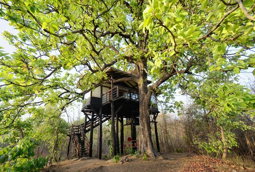 Pench Tree Lodge