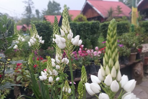Pedenla Bhutia