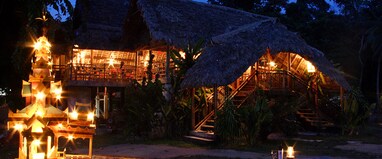 The Wild Orchid