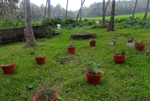 Paddy Farm Beach Resort