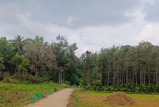Coorg coffee Bunch