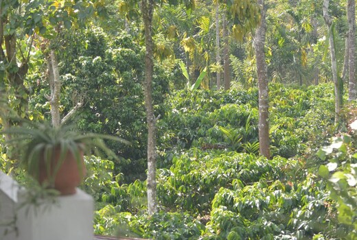 Mynas Nest Riverside Homestay
