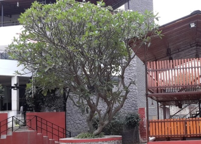 Royal Inn Lodging and boarding.