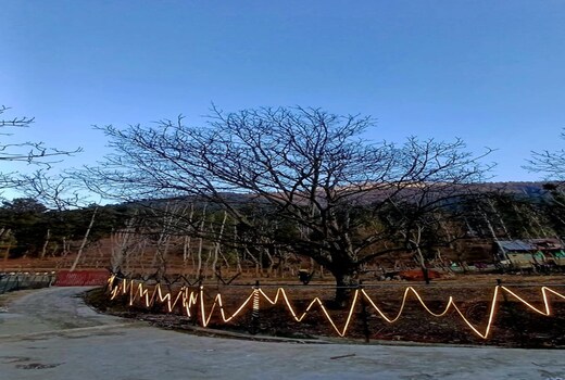 The Tree House Cottage