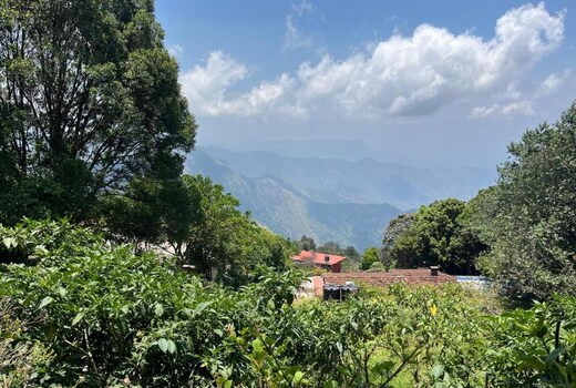 Mango Tree Inn
