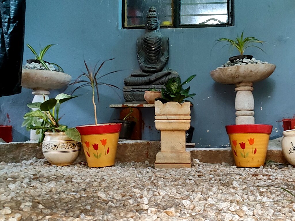 Farm Grevillea Bangalore