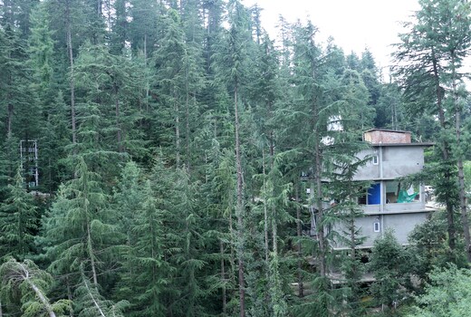 Pine Heaven B&B | Private Rooms & Kitchen