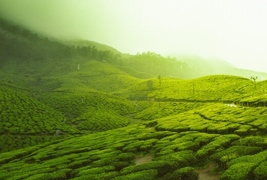 Ooty Cottage In Gypsie Land