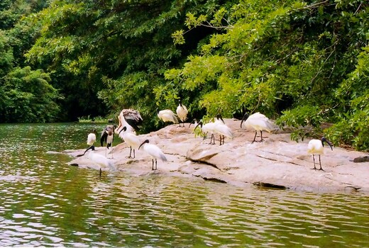 Indraprastham Backwater Cruise
