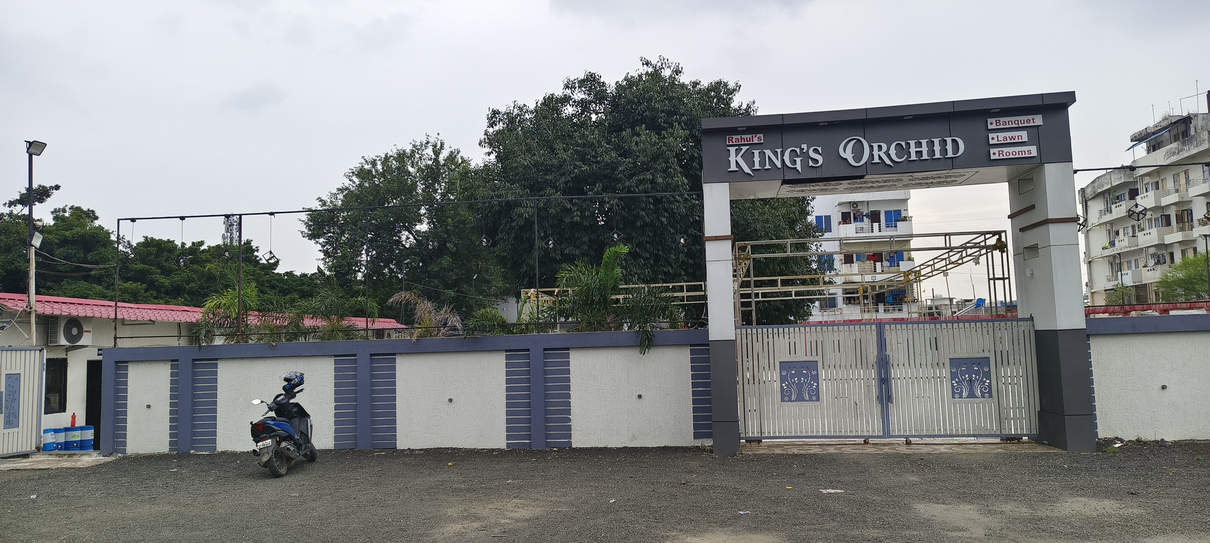Kings Orchid