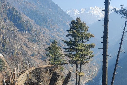 Alpine woods homestay