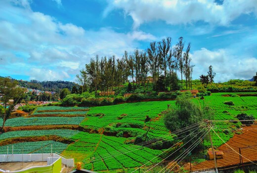 Peace Ark Hill View