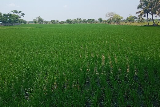 Faisal nagar