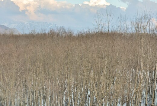 Hotel Kashmir Residency