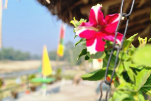 Grand dooars eco resort