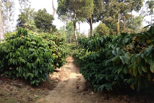 Coffeeland Homestay