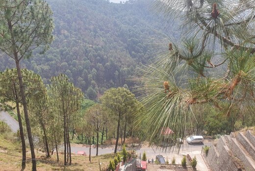 The Popping Pines Cottages Kasauli