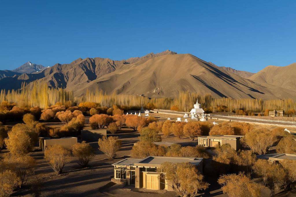 The Postcard in the Himalayan Willows , Stok, Leh