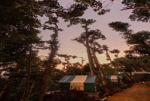 Wonderwoods Tent Camping