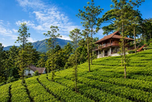 Vythiri Tea Garden Retreat