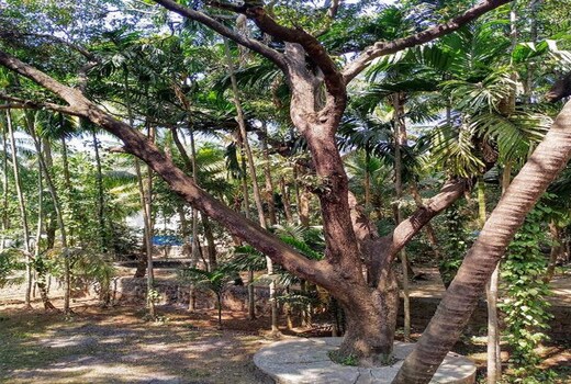 The Betel Grove