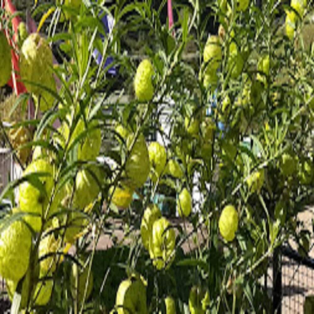 The Orchid Hotel - Tap to explore photos