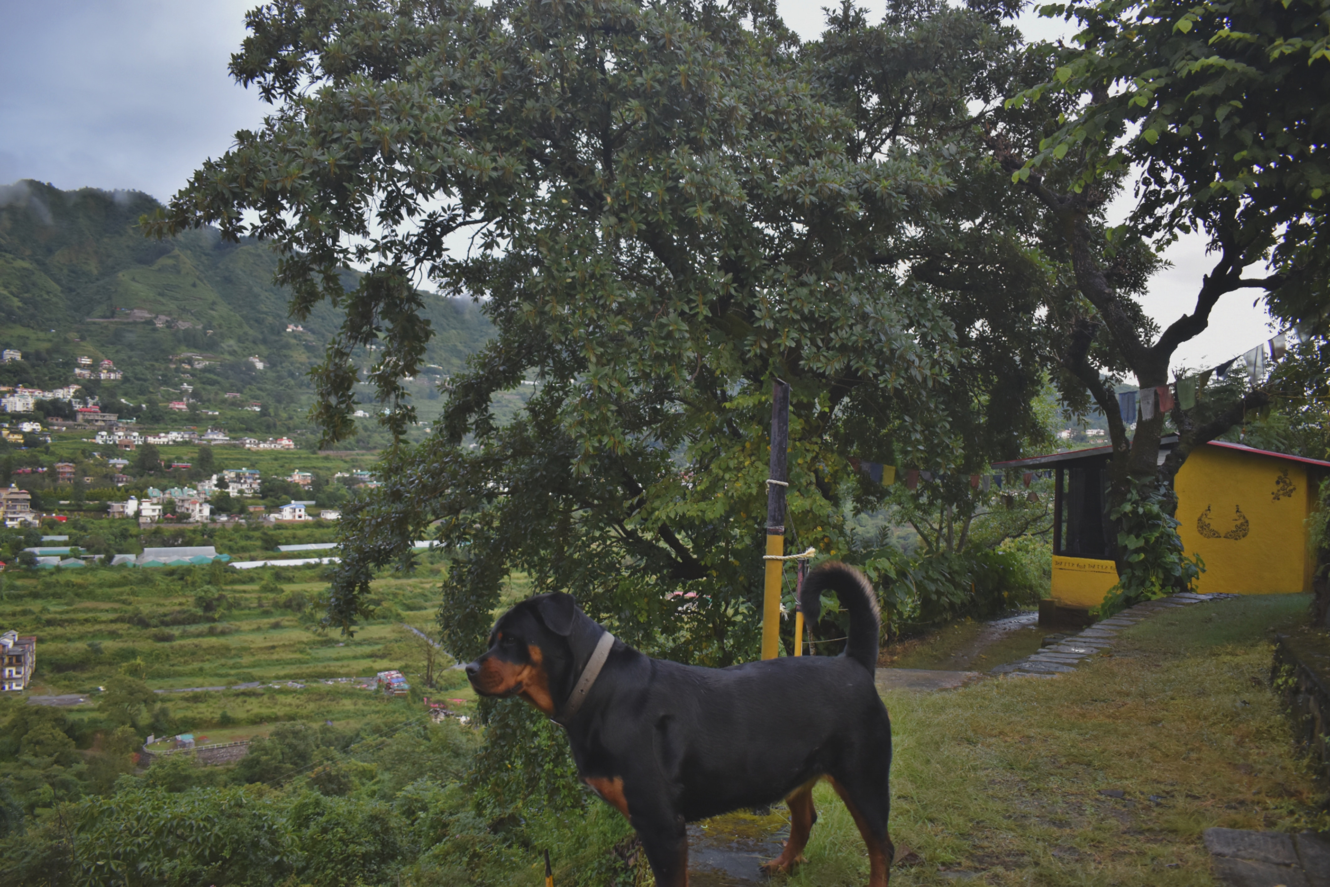 HideOut Hostel Naukuchiatal - Tap to explore photos