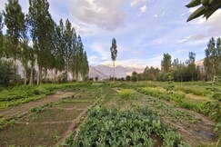Nubra Organic House, Nubra