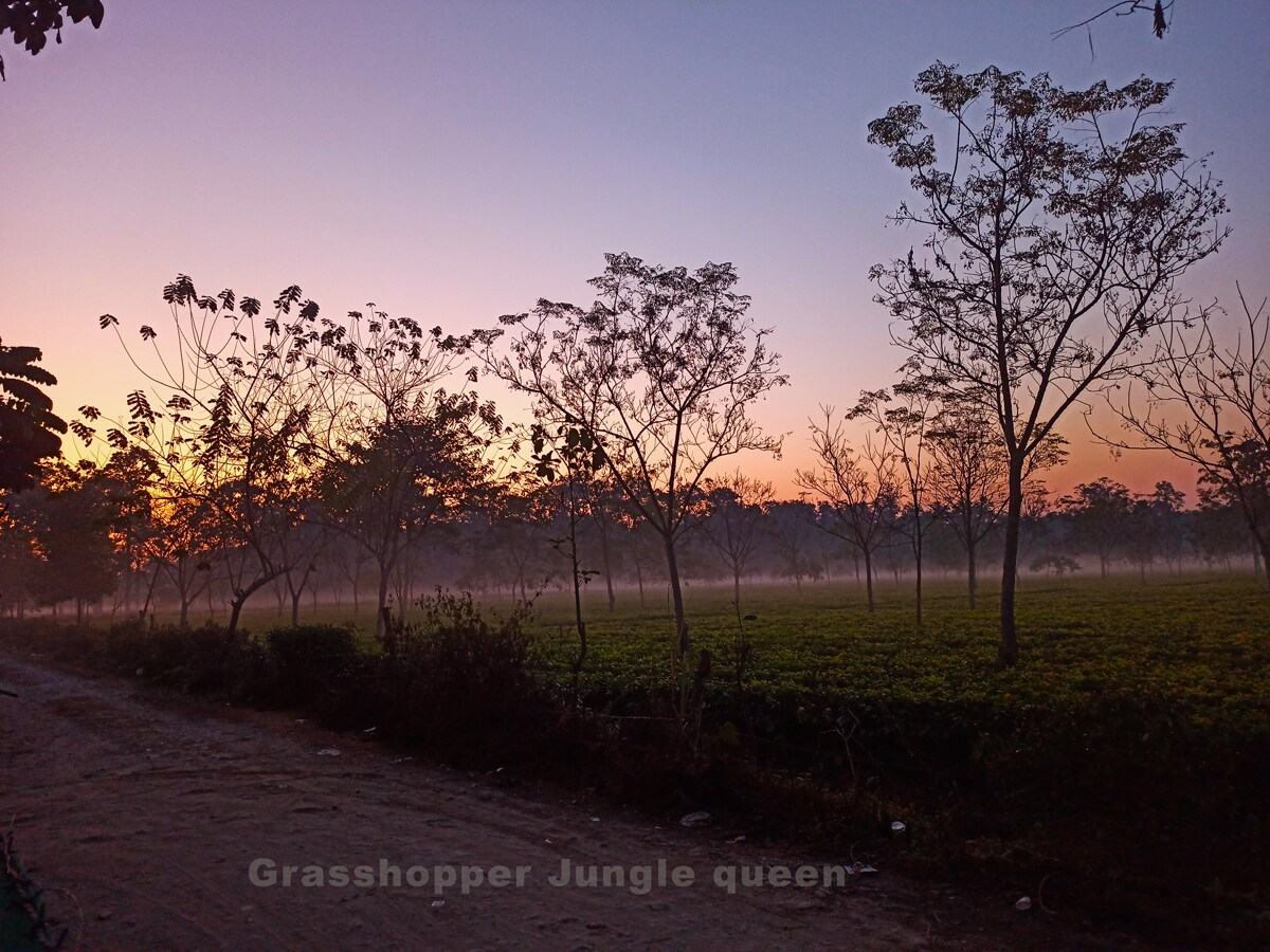 Grasshopper Jungle Queen - Tap to explore photos