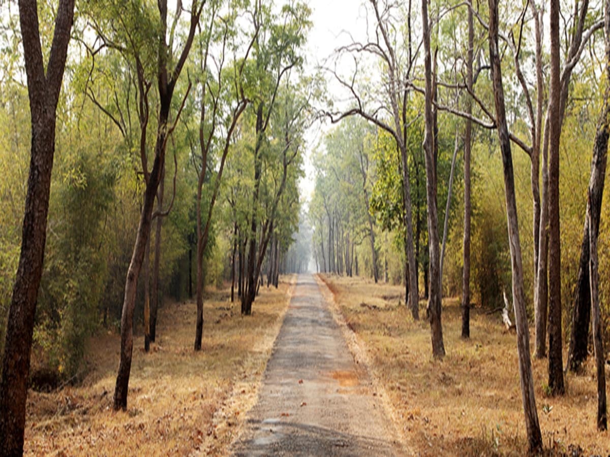 MTDC Tadoba - Tap to explore photos