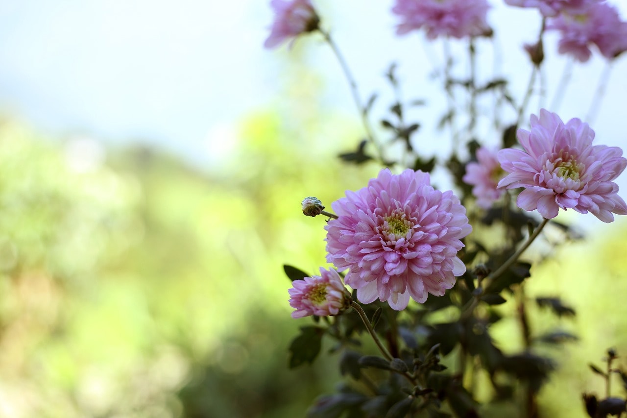 HIMALAYAN BLISS HOMESTAY - Tap to explore photos