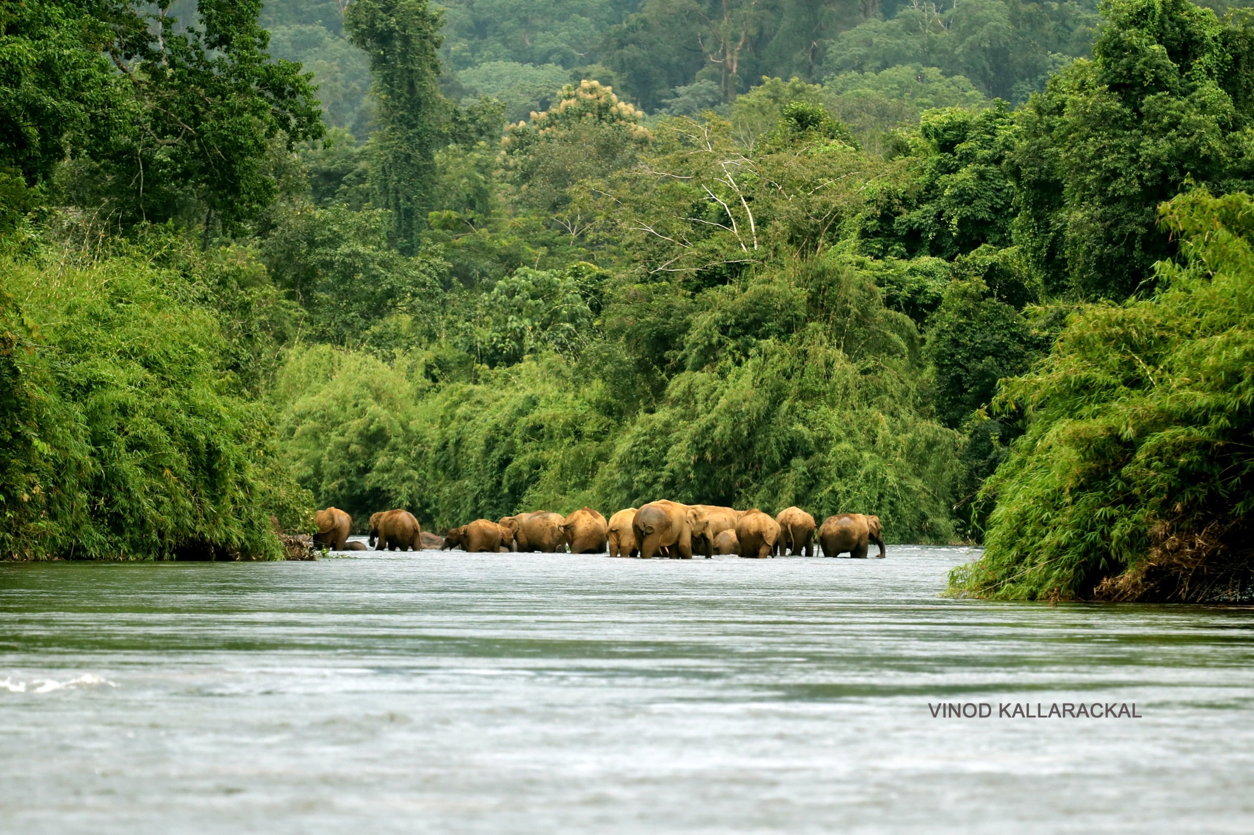 Anakayam River Home stay - Tap to explore photos
