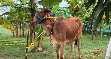 The Kutiram Room Type - The Kutiram