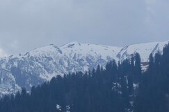 Mt Mountain Orchid Manali