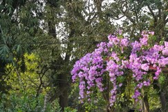 Aashiyana Residency Home Stay