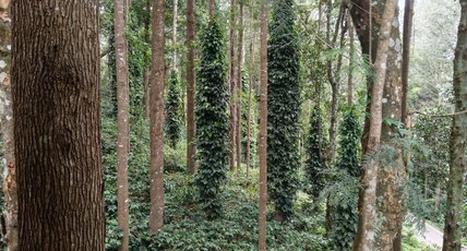 Alpine Cloud Resort Room Type - FAMILY SUITE