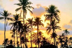 Chillies Arambol Beach Goa