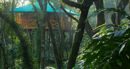 Dream Catcher Plantation Room Type - Tree House