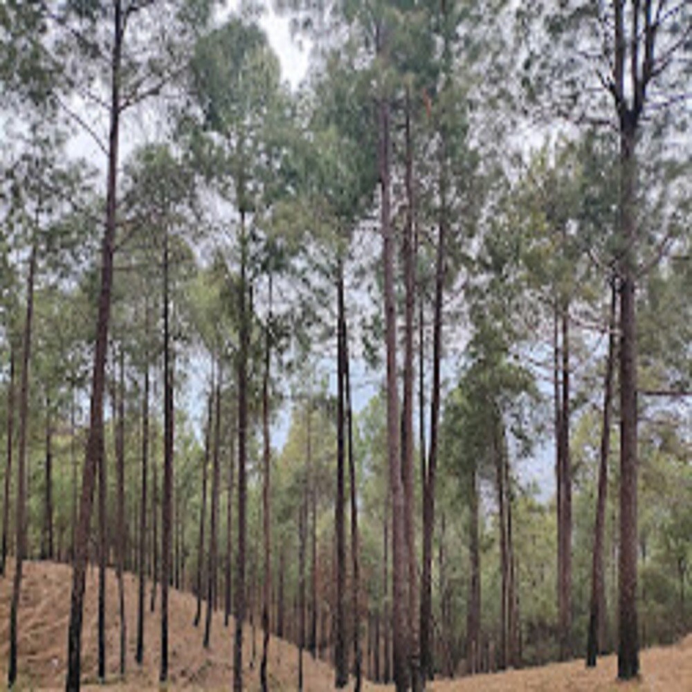 Hotel Dangwal - Tap to explore photos