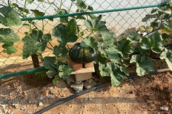 Aayushman Homes 1BHK