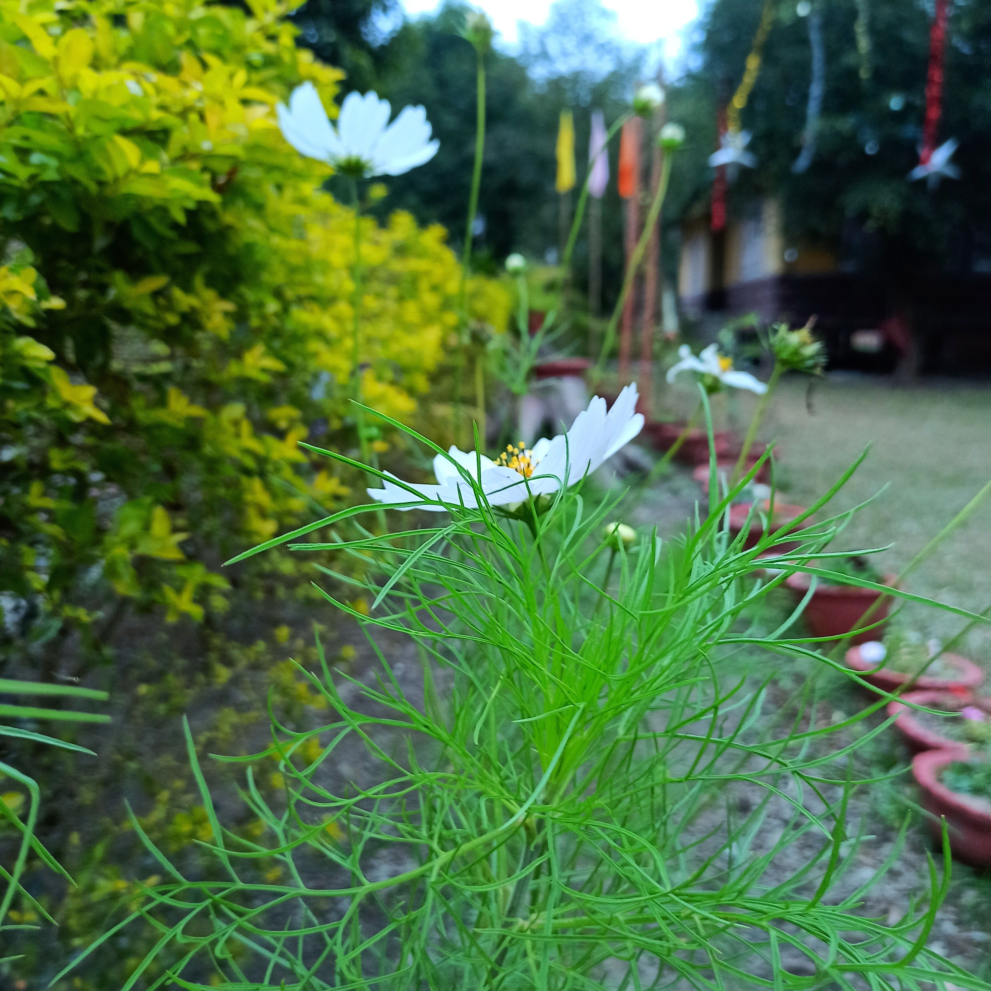 Arya Eco Resort - Tap to explore photos