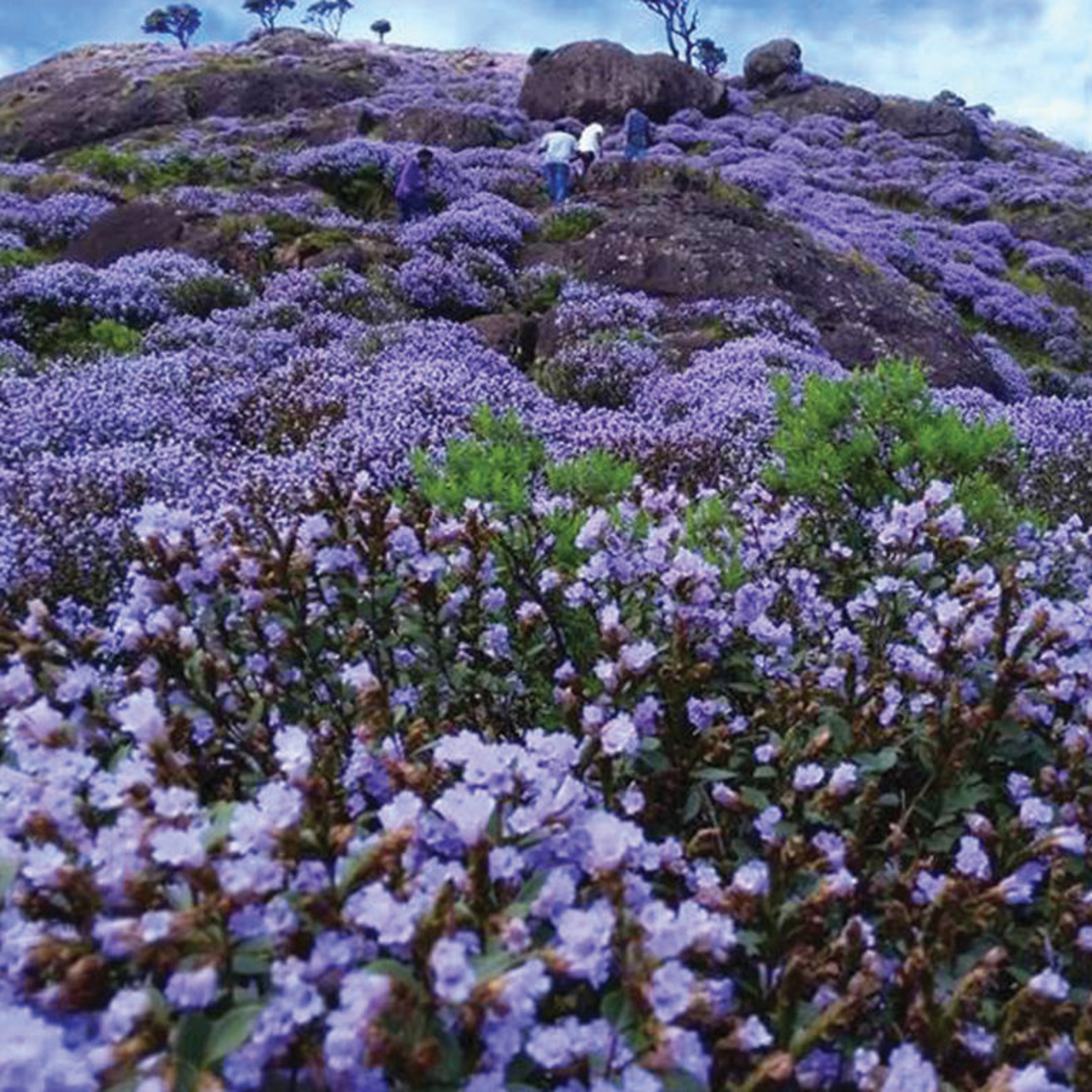 Hotel Munnar Central - Tap to explore photos