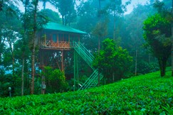 Dream Catcher Plantation