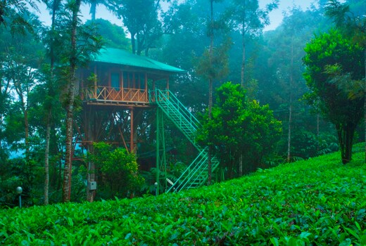 Dream Catcher Plantation